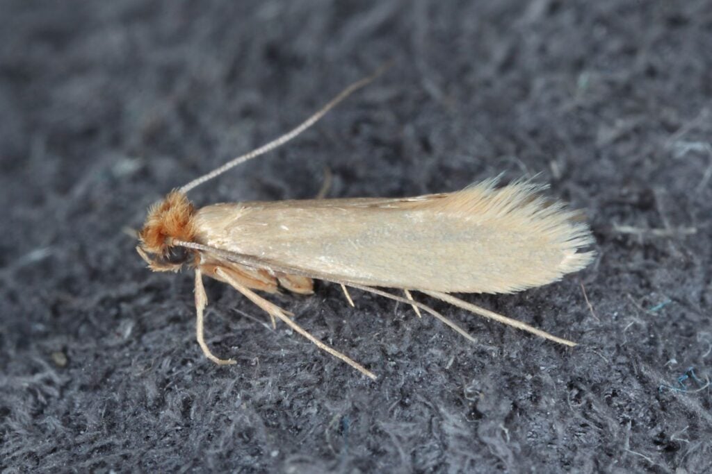 Moth treatment by thermopest heat treatment specialist.