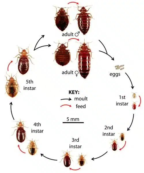 Bed Bug Nymphs (Baby Bed Bugs): How to Identify Them 1 Bed bug life cycle diagram showing eggs, five nymph stages growing larger and darker, and the adult bed bug