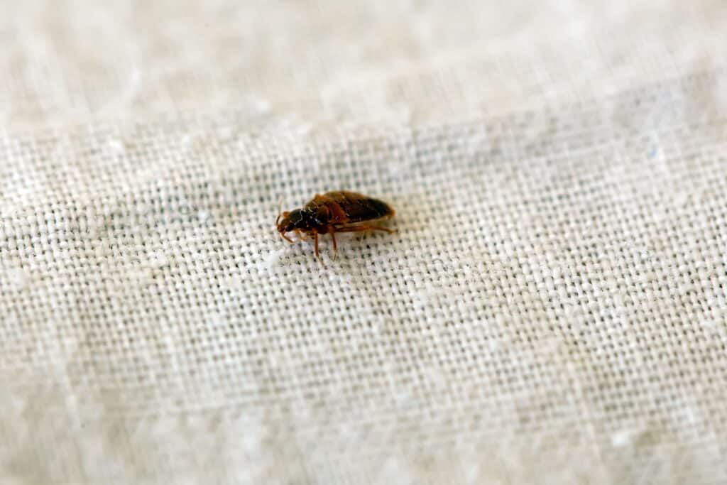 bed bugs Uk Services by Thermopest