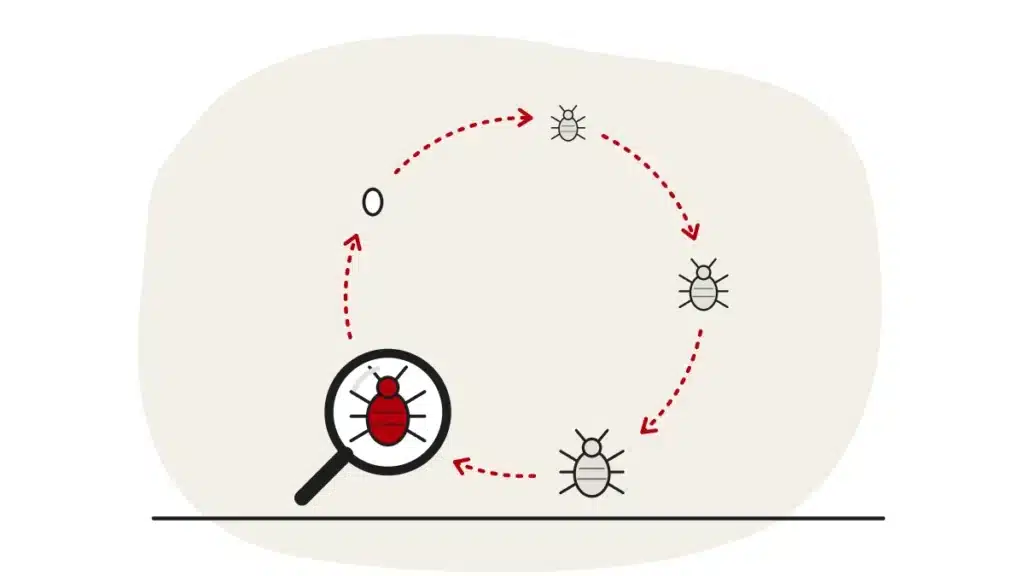Illustration of the bed bug life cycle: an egg and growing nymphs in a ring leading to an adult under a magnifying glass