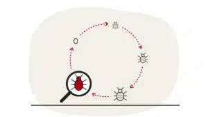 Illustration of the bed bug life cycle: an egg and growing nymphs in a ring leading to an adult under a magnifying glass