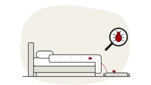 Illustration of a bed with a duvet and pillow and a rug, with bed bugs on the duvet seam and rug edge and a bed bug under a magnifying glass