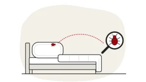 Illustration of a bed with a pillow and duvet and a bed bug on the pillow seam, with a bed bug under a magnifying glass