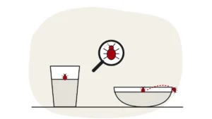 Illustration of a glass and a bowl of water with bed bugs floating, and a bed bug under a magnifying glass