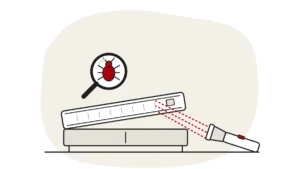 Illustration of a mattress on a divan base with its piped seam and one corner lifted, a torch on the floor shining a dashed red beam along the seam, with a bed bug under a magnifying glass