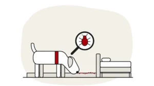 Illustration of a detection dog sniffing along a skirting board towards a bed, with a dashed sniff trail and a bed bug under a magnifying glass