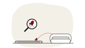 Illustration of a flea hopping from a rug back into a pet bed, with a flea under a magnifying glass