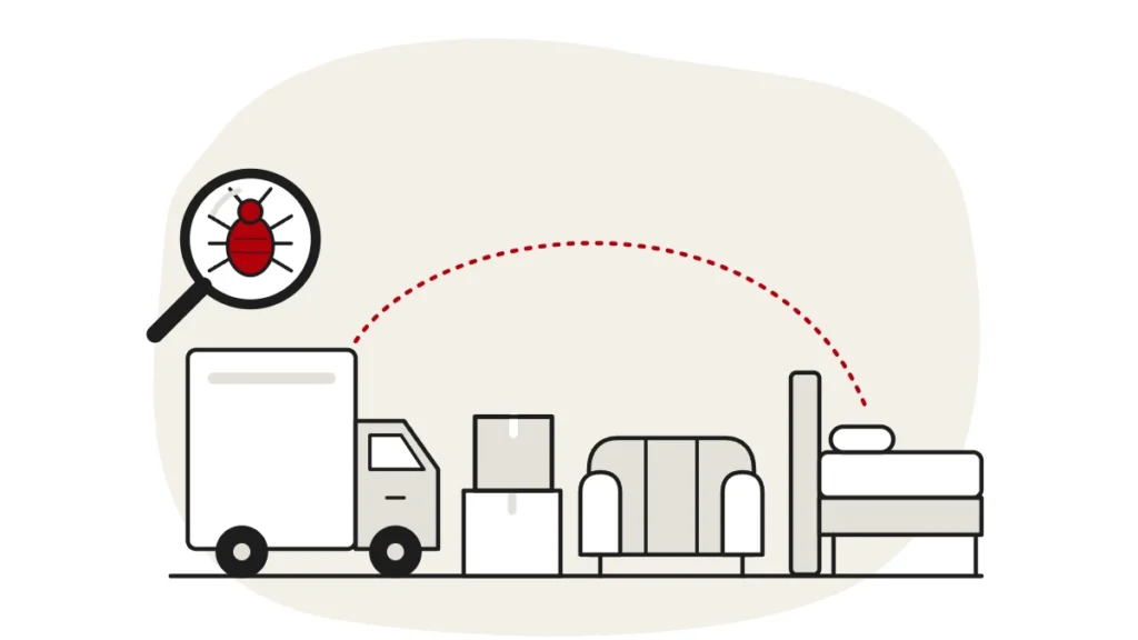 Illustration of a removal van, stacked boxes and a wrapped sofa with a dashed line leading to a bed, with a bed bug under a magnifying glass