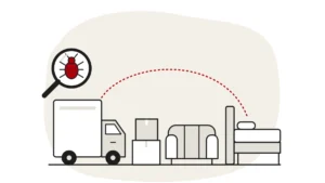 Illustration of a removal van, stacked boxes and a wrapped sofa with a dashed line leading to a bed, with a bed bug under a magnifying glass
