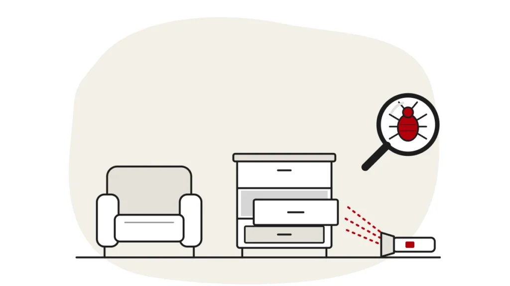 Illustration of a second-hand armchair and a small chest of drawers with one drawer open, a torch shining into the drawer, and a bed bug under a magnifying glass