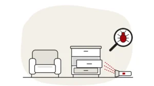 Illustration of a second-hand armchair and a small chest of drawers with one drawer open, a torch shining into the drawer, and a bed bug under a magnifying glass