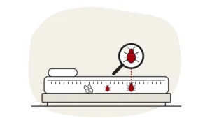 Illustration of bed bug eggs, a nymph and an adult on a mattress seam, with the adult under a magnifying glass