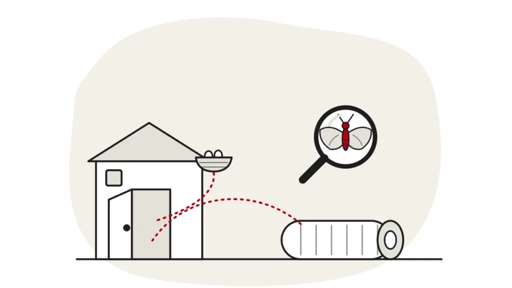 Illustration of an open front door with a dashed route leading in from a rolled rug and a bird nest on the roof edge, with a clothes moth under a magnifying glass